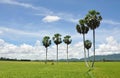 Rice field with palm trees at Sapa town, northern Vietnam Royalty Free Stock Photo