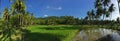 Rice field with palmtrees reflection Panorama