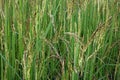 Rice field at panicle stage