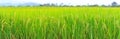Rice field panorama height resolution.