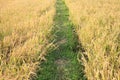 Rice field path in sunshine morning, An Giang. Royalty Free Stock Photo