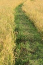 Rice field path in sunshine morning, An Giang. Royalty Free Stock Photo