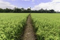 Rice field with pathway and blue sky, Suphan Buri, Thailand Royalty Free Stock Photo