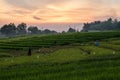 Rice field in Pererenan at sunset time, Bali Royalty Free Stock Photo