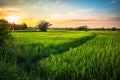 Rice Field at Phitsanulok, Thailand