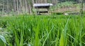 Rice field after rain ,beautifull green ricefield