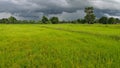 Rice Field Before Raining Royalty Free Stock Photo