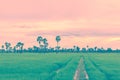 Rice field in rainy season. Retro vintage filter effect.