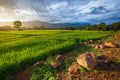 Rice Field in Rainy Season Royalty Free Stock Photo