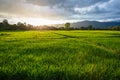 Rice Field in Rainy Season Royalty Free Stock Photo