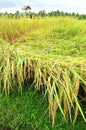 Rice field ready for harvest, scenic bali view Royalty Free Stock Photo