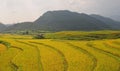The rice field ready harvesting in Moc Chau, northern Vietnam Royalty Free Stock Photo