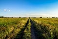 In the rice field