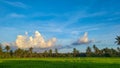 Rice field