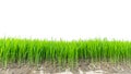 Rice field.Rice seedlings green on white Royalty Free Stock Photo