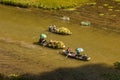 Rice field and river in TamCoc, NinhBinh, Vietnam Royalty Free Stock Photo