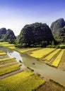 Rice field and river in TamCoc, NinhBinh, Vietnam Royalty Free Stock Photo