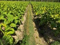 rice field road in the expanse of virginia tobacco