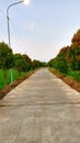 Rice field road in the morning Royalty Free Stock Photo