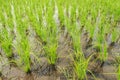 Rice field