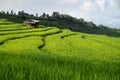 Rice field, Rural mountain view with beautiful landscape