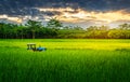 Rice field rural with tractor in colorful of cloud sky sunset and sunlight in twilight Royalty Free Stock Photo