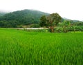 Rice field, Sa Pa, Vietnam