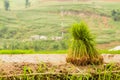 Rice field in Sapa, Vietnam