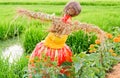 Rice field with scarecrow Royalty Free Stock Photo