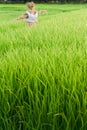 Rice field with scarecrow Royalty Free Stock Photo