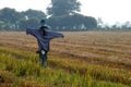 Rice field (scarecrow) Royalty Free Stock Photo