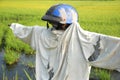 Rice field (scarecrow) Royalty Free Stock Photo