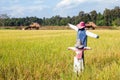 Rice field and scarecrow in north Thailand, nature food Royalty Free Stock Photo