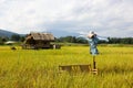 Rice field and scarecrow in north Thailand Royalty Free Stock Photo