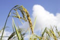 Rice field with seed panicles. Heads are starting to turn as they ripen and mature. Side view with blue sky. Royalty Free Stock Photo