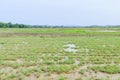 Rice field before seeding season