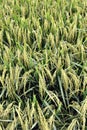 Rice Field Series 1 Royalty Free Stock Photo