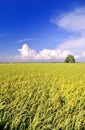 Rice Field Series 2 Royalty Free Stock Photo