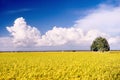 Rice Field Series 3 Royalty Free Stock Photo