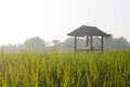 Rice Field Shack 2 Royalty Free Stock Photo