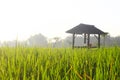 Rice Field Shack 4 Royalty Free Stock Photo