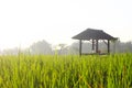 Rice Field Shack 5 Royalty Free Stock Photo