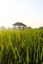 Rice Field Shack 6 Royalty Free Stock Photo