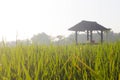 Rice Field Shack 3 Royalty Free Stock Photo