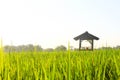 Rice Field Shack 1 Royalty Free Stock Photo