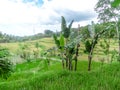 Indonesia - Rice field and banana trees Royalty Free Stock Photo