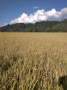 Rice Field, Sigi Sulawesi Tengah