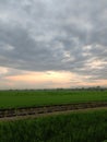 rice field sky in the afternoon Royalty Free Stock Photo