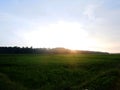 Rice field and sky background at sunset time with sun rays Royalty Free Stock Photo