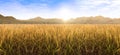 Rice field and sky background. Wheat field morning Royalty Free Stock Photo